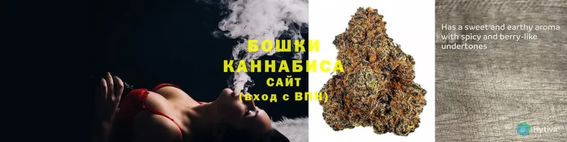 Бошки Шишки SATIVA & INDICA  магазин продажи наркотиков  Камышин 